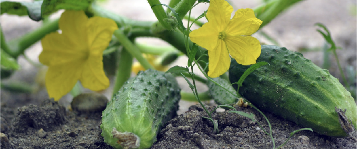 Screenshot 2024-12-20 at 4.28.05 PM